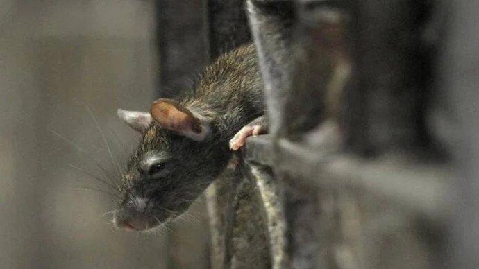rodent removal Ferntree Gully