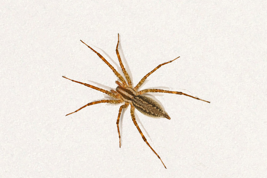 spider control services Clayton