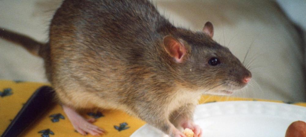 pest control Nunawading